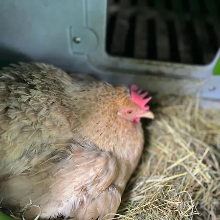 Reesbauernhof Apartament Oberried (Breisgau)