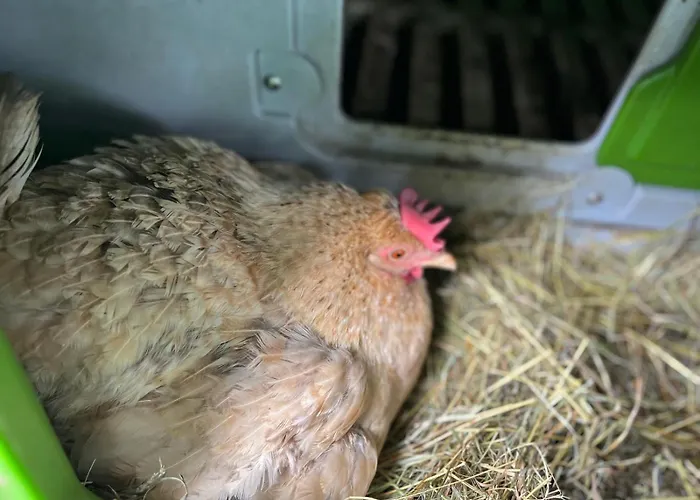 Reesbauernhof Appartement Oberried (Breisgau)